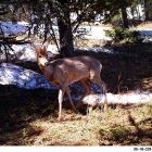 Фотоловушки