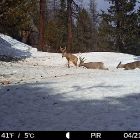 Фотоловушки