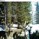 Фотоловушки