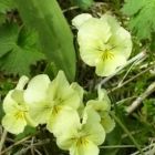 Растительный мир