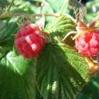 Растительный мир