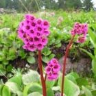 Растительный мир