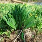 Растительный мир