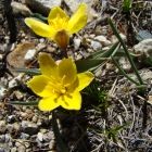 Растительный мир