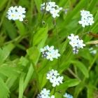 Растительный мир