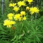 Растительный мир