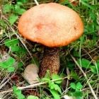 Растительный мир