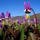 Растительный мир