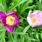 Растительный мир