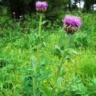 Растительный мир