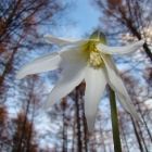 Растительный мир