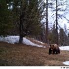 Фотоловушки