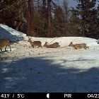 Фотоловушки