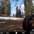 Фотоловушки