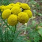 Растительный мир