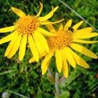 Растительный мир