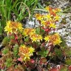 Растительный мир