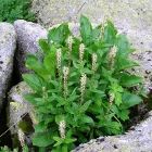 Растительный мир