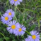 Растительный мир