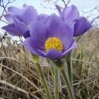 Растительный мир