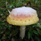 Растительный мир