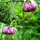 Растительный мир