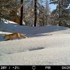 Фотоловушки